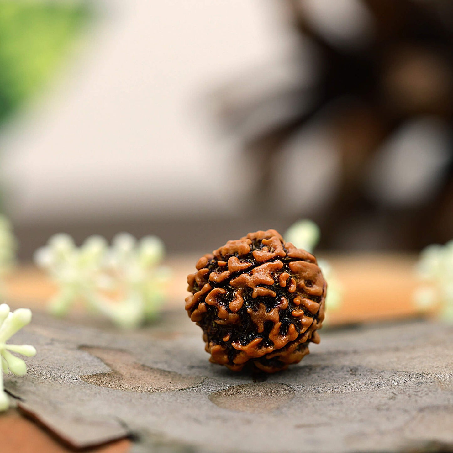 4 Mukhi Rudraksha
