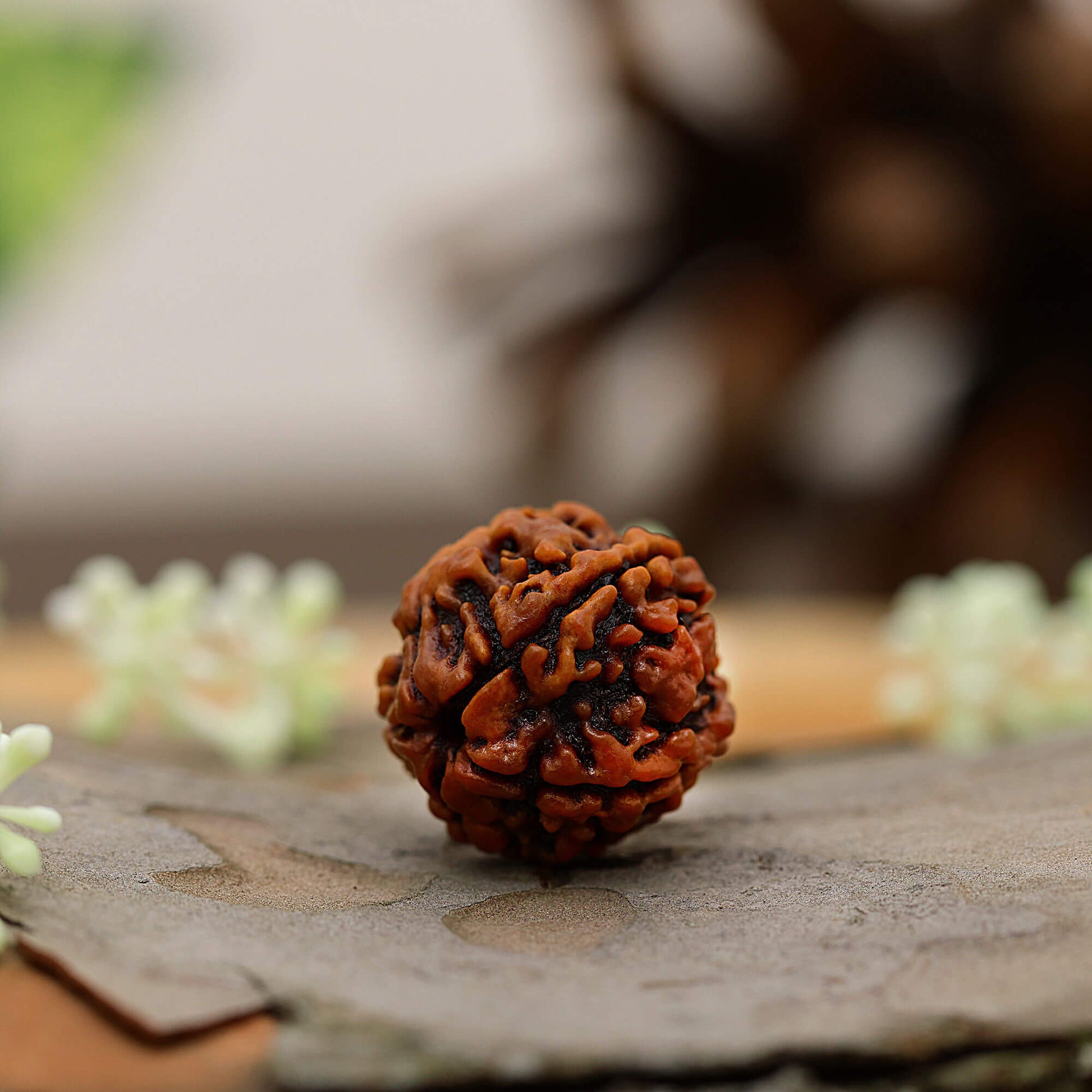 rudraksha 5 faces