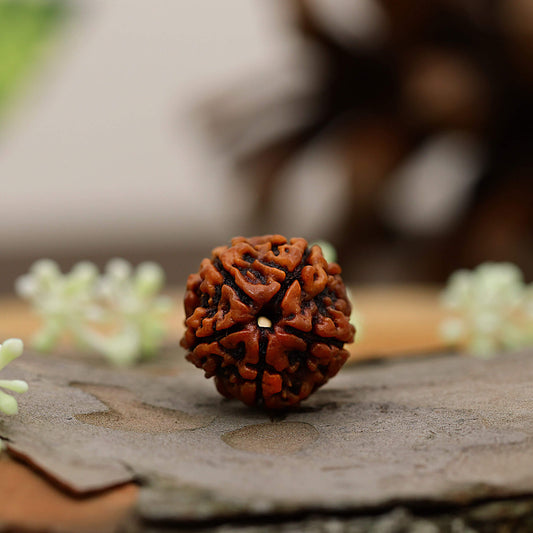 5 Mukhi rudraksha