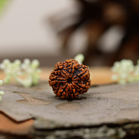 7 Mukhi Rudraksha