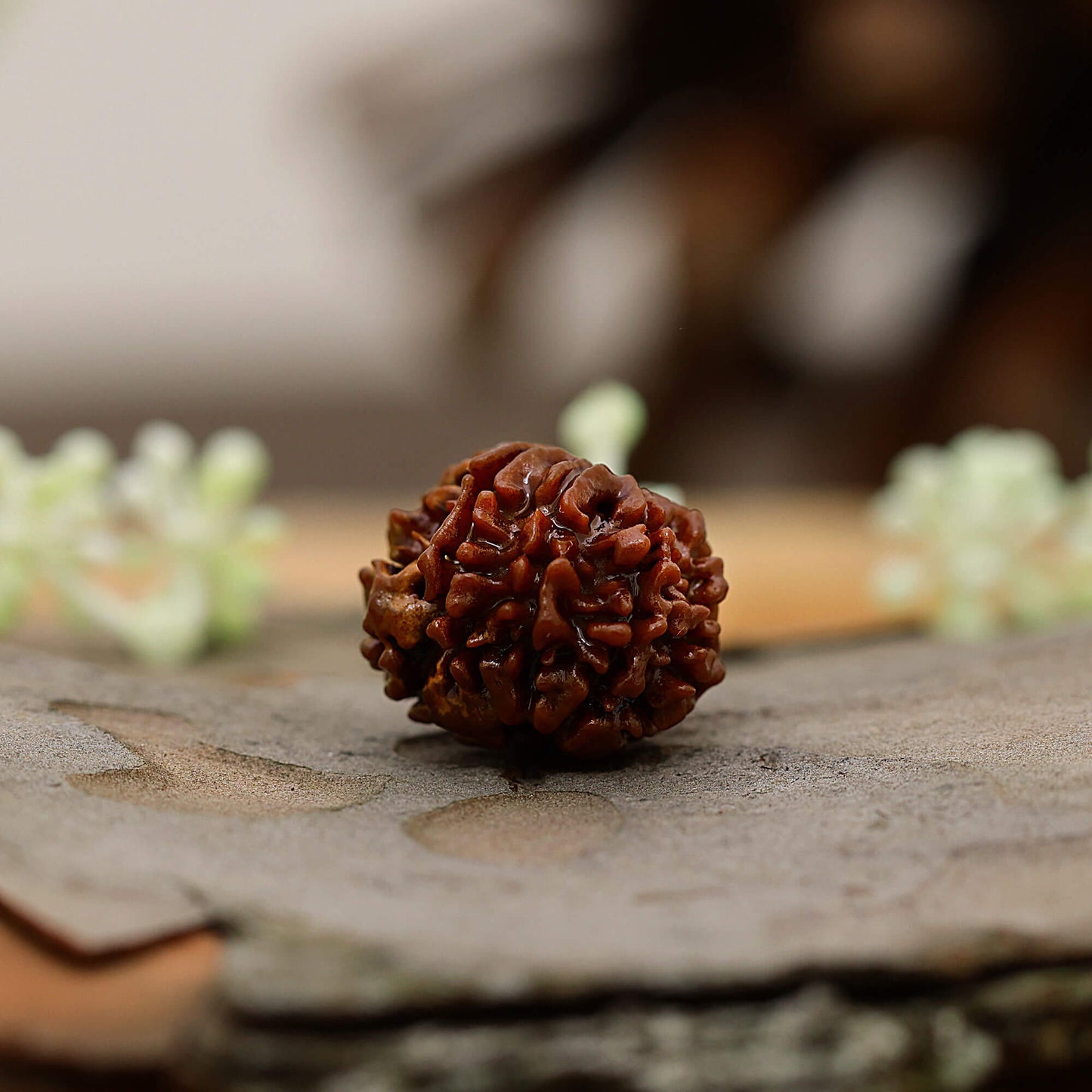 8 faces rudraksha