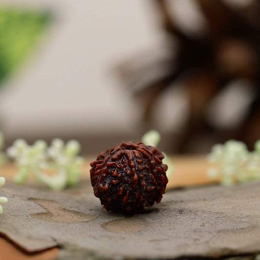 9 Mukhi Rudraksha