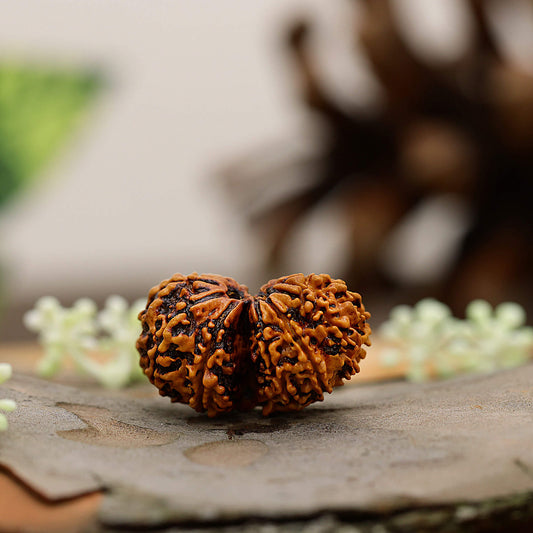Gauri shankar rudraksha
