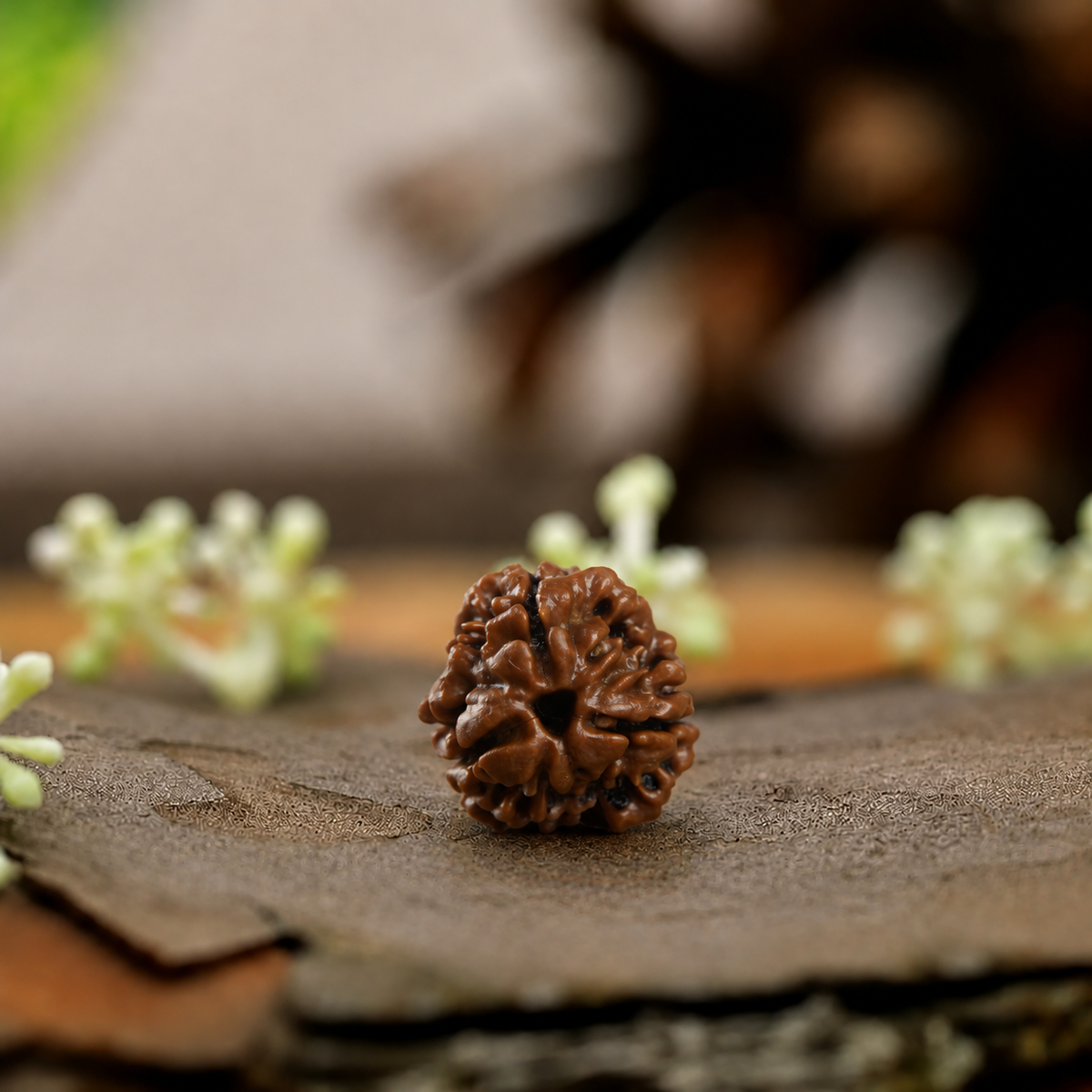 3 Mukhi Rudraksha (Origin: Nepal) - Blessed by Lord Agni