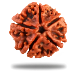 Rudraksha