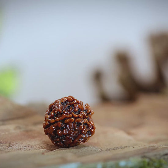 How to know original 5 Mukhi Rudraksha
