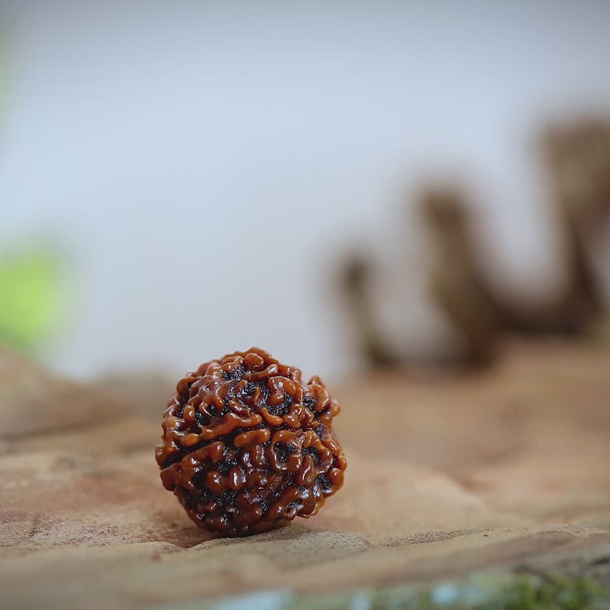 How to know original 5 Mukhi Rudraksha