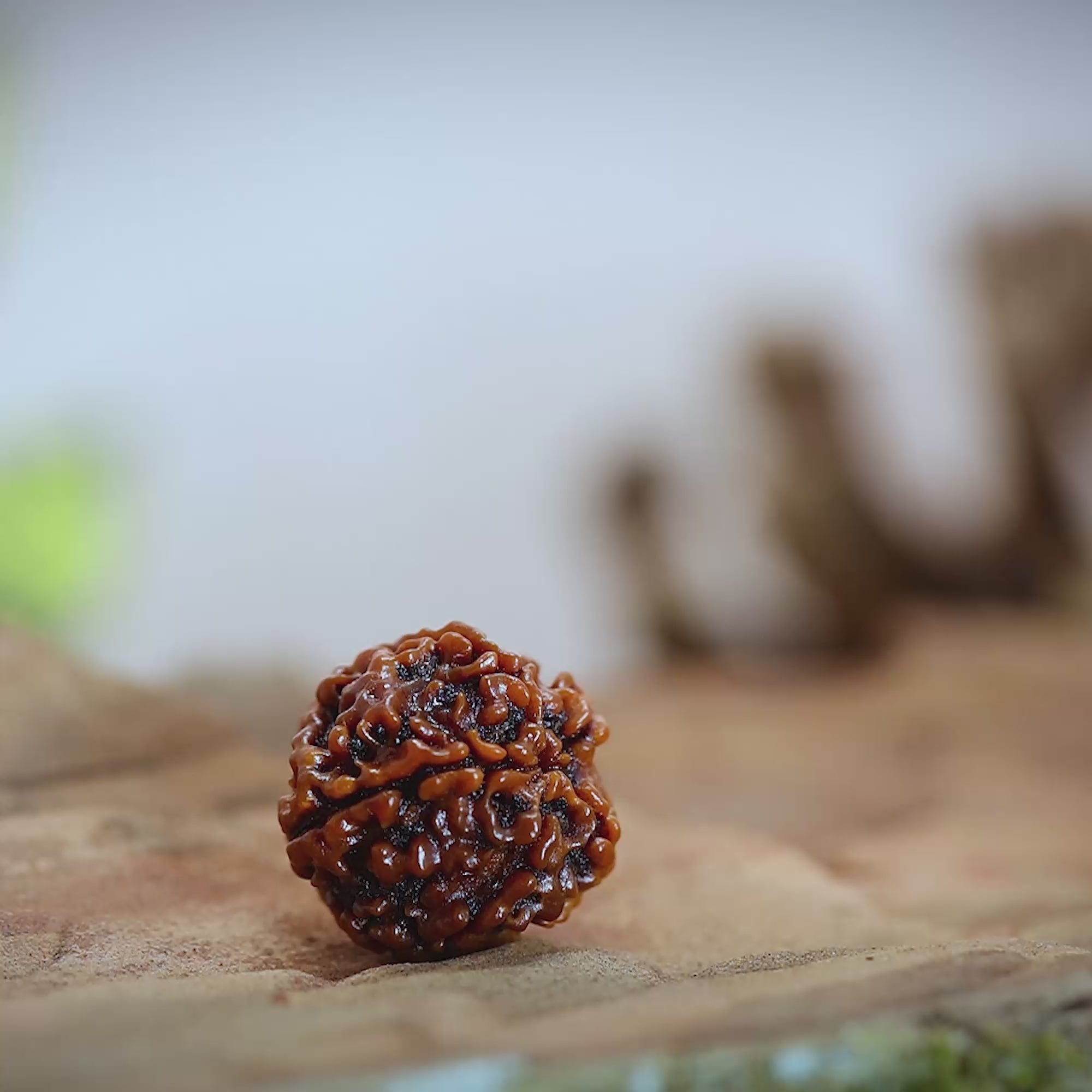 How to know original 5 Mukhi Rudraksha
