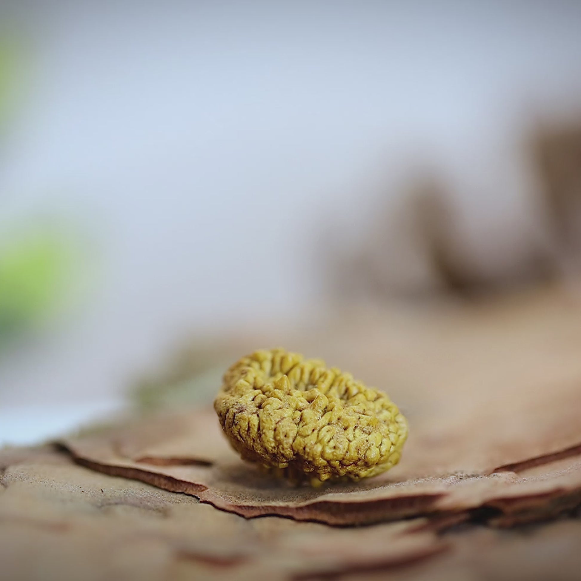 original 2 Mukhi Rudraksha 