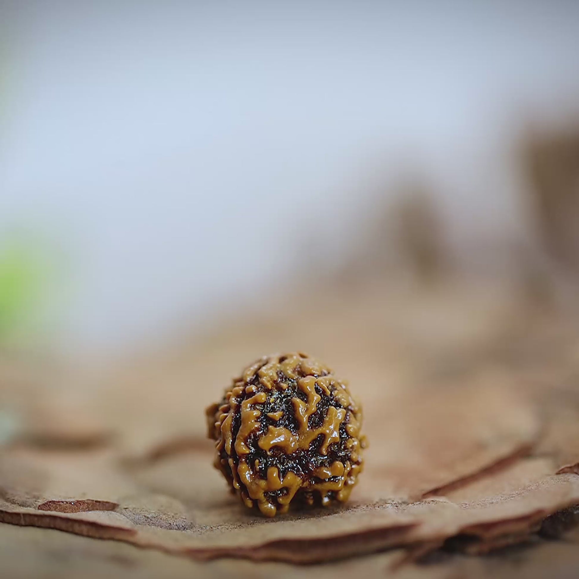4 Mukhi Rudraksha
