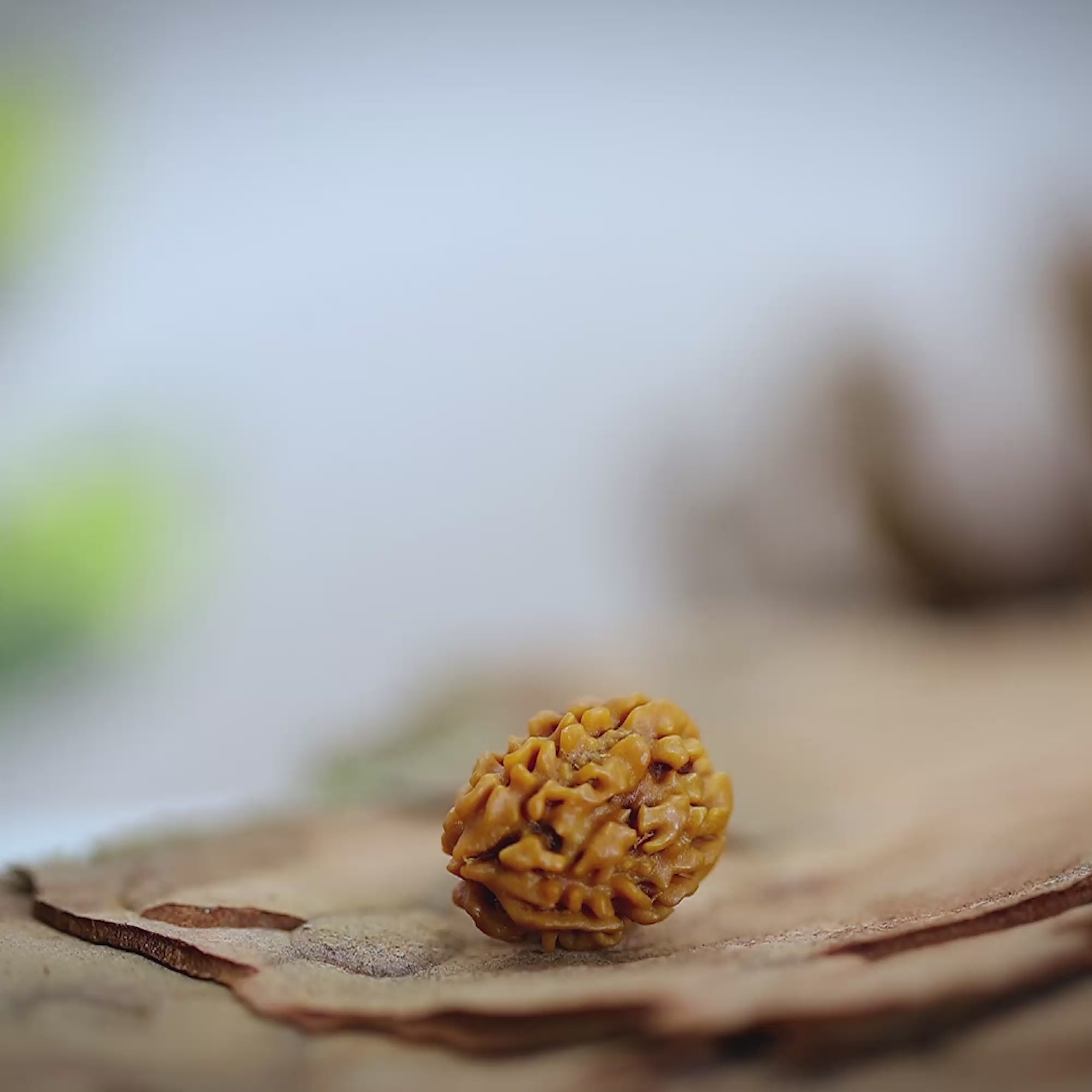 how to identify 3 Mukhi Rudraksha